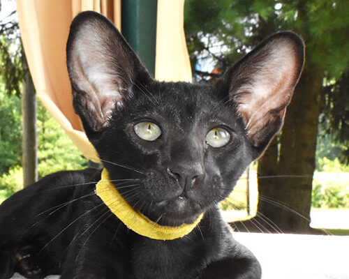 Zorro Black Oriental shorthair Male kitten for sale