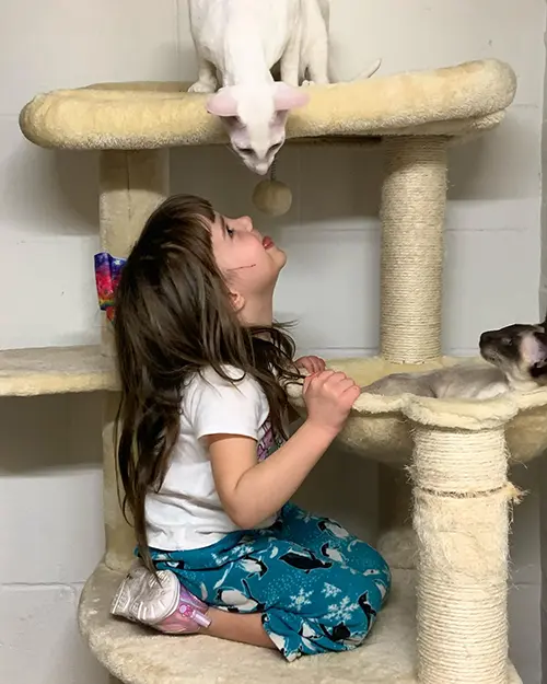 4-year-old girl playing with Oriental Shorthair and Siamese kittens climbing on post tree at Cataristocrat Cattery