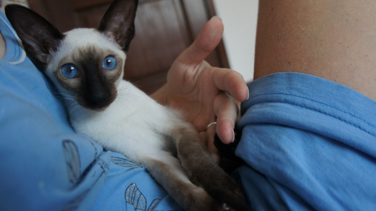 Adopted Siamese kitten on the new owner's lap