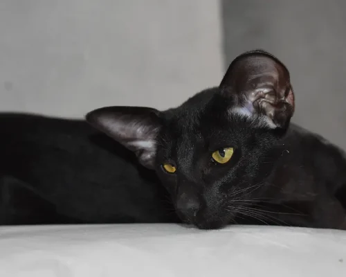 Aurora De Fides Black Oriental Shorthair Cat Queen of Cataristocrat cattery