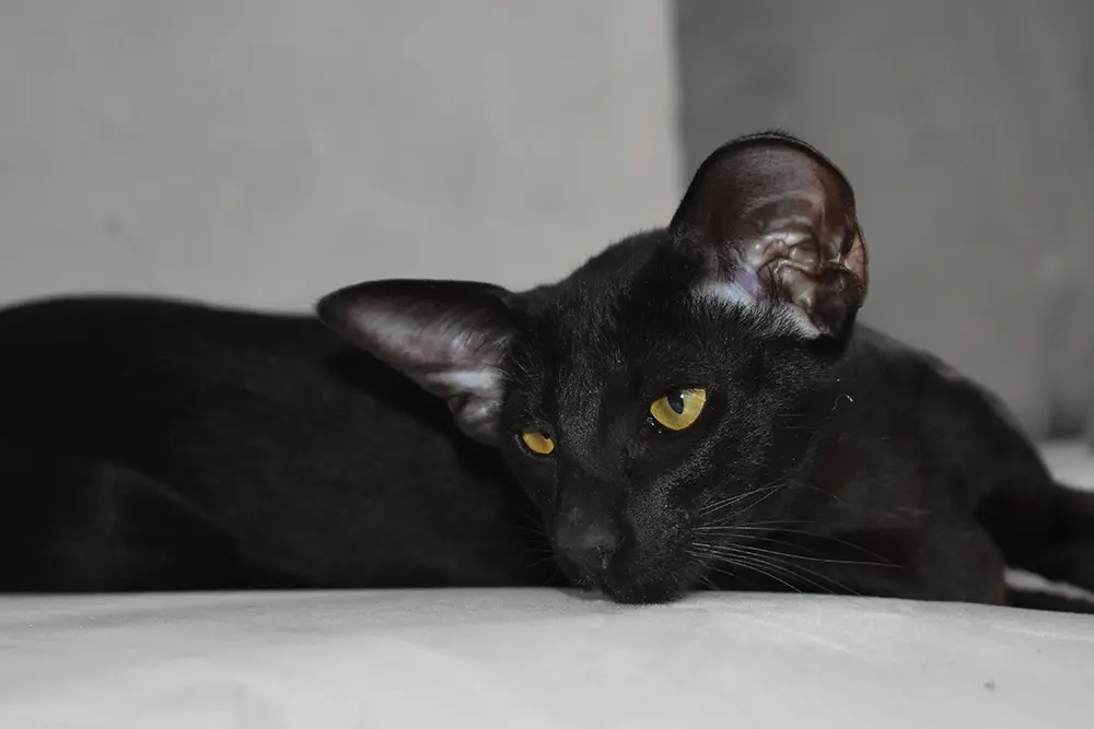 Aurora De Fides Black Oriental Shorthair Cat Queen of Cataristocrat cattery
