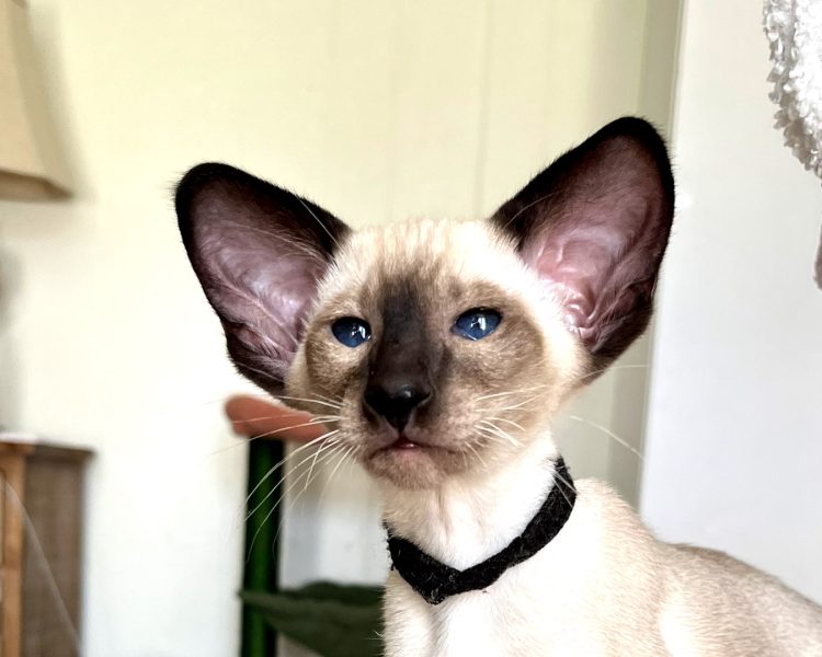 Available Siamese kitten for sale, 12 weeks old