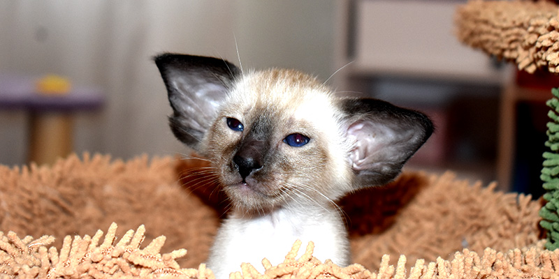 6-week-old Siamese kitten