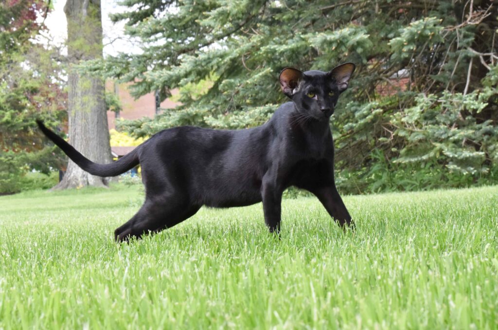 Black Oriental Shorthair Cat “Dorian”