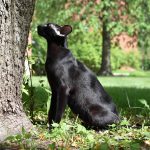 Black Oriental Shorthair Cat “Dorian”