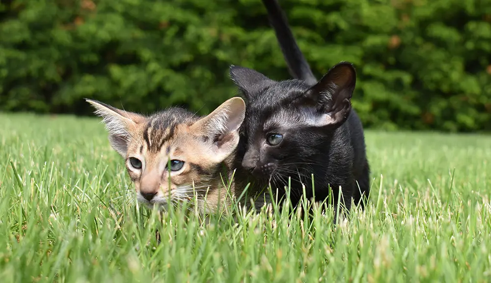 Black Oriental Shorthair and Ticked Tabby kittens of Cataristocrat playing outside in the grass