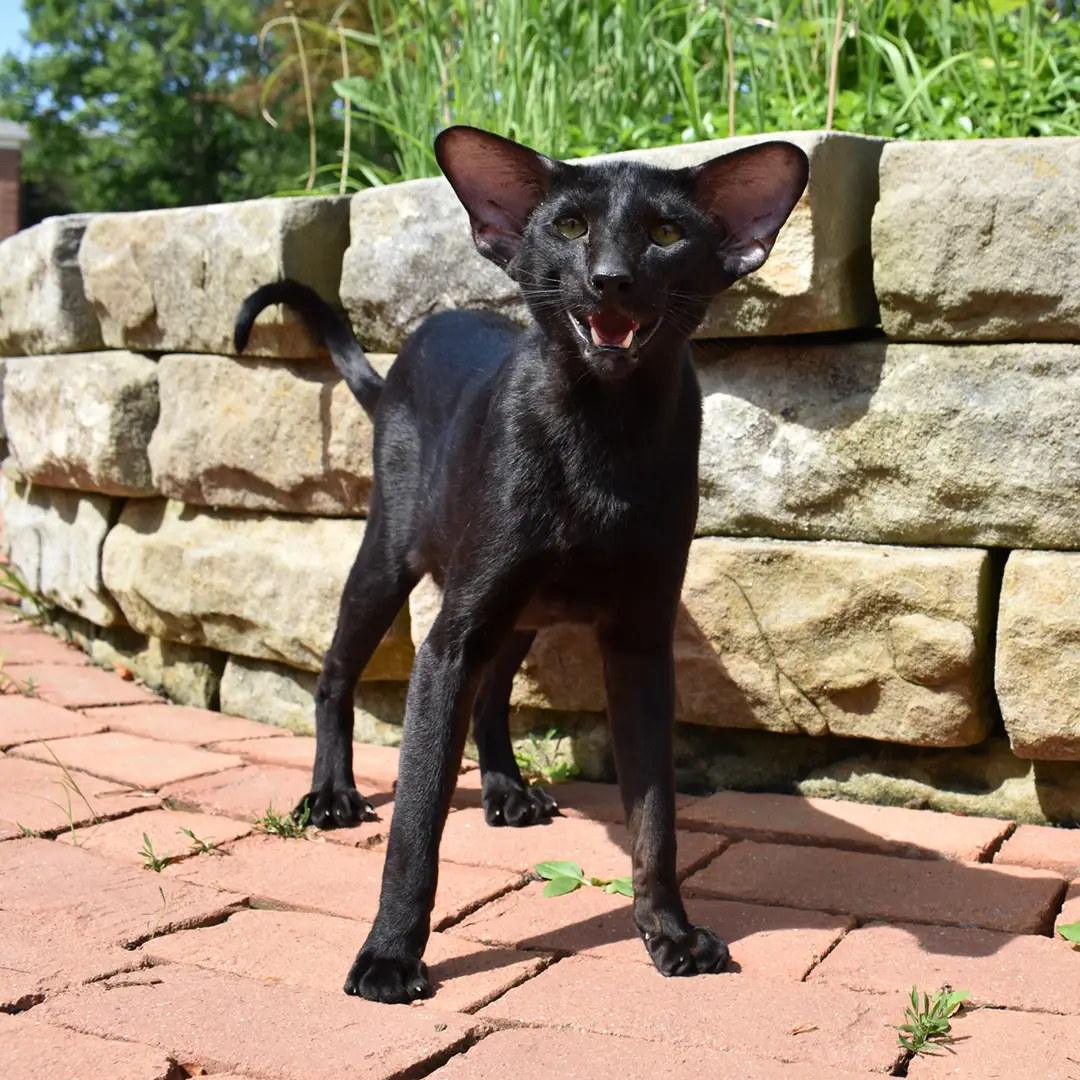 Black Oriental Shorthair Cat is at the park