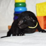 Zorro Black Oriental shorthair kitten