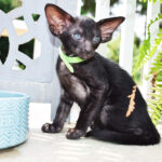 Napoleon Black Smoke Oriental shorthair kitten
