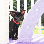 Stone Black Oriental shorthair kitten