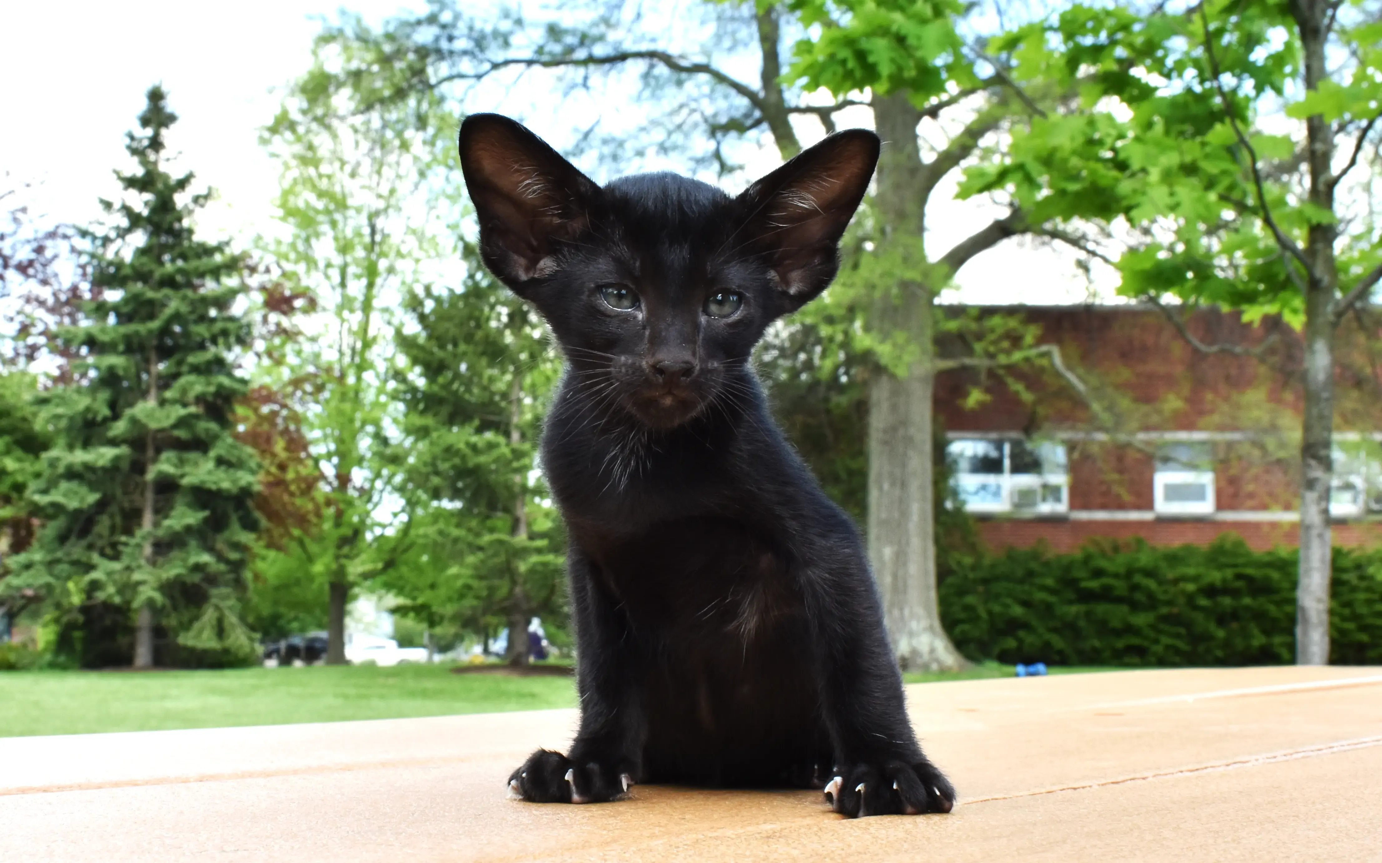 Black Oriental Shorthair kitten is on a table in a park