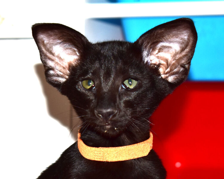 Matisse Black Oriental shorthair Male kitten for sale