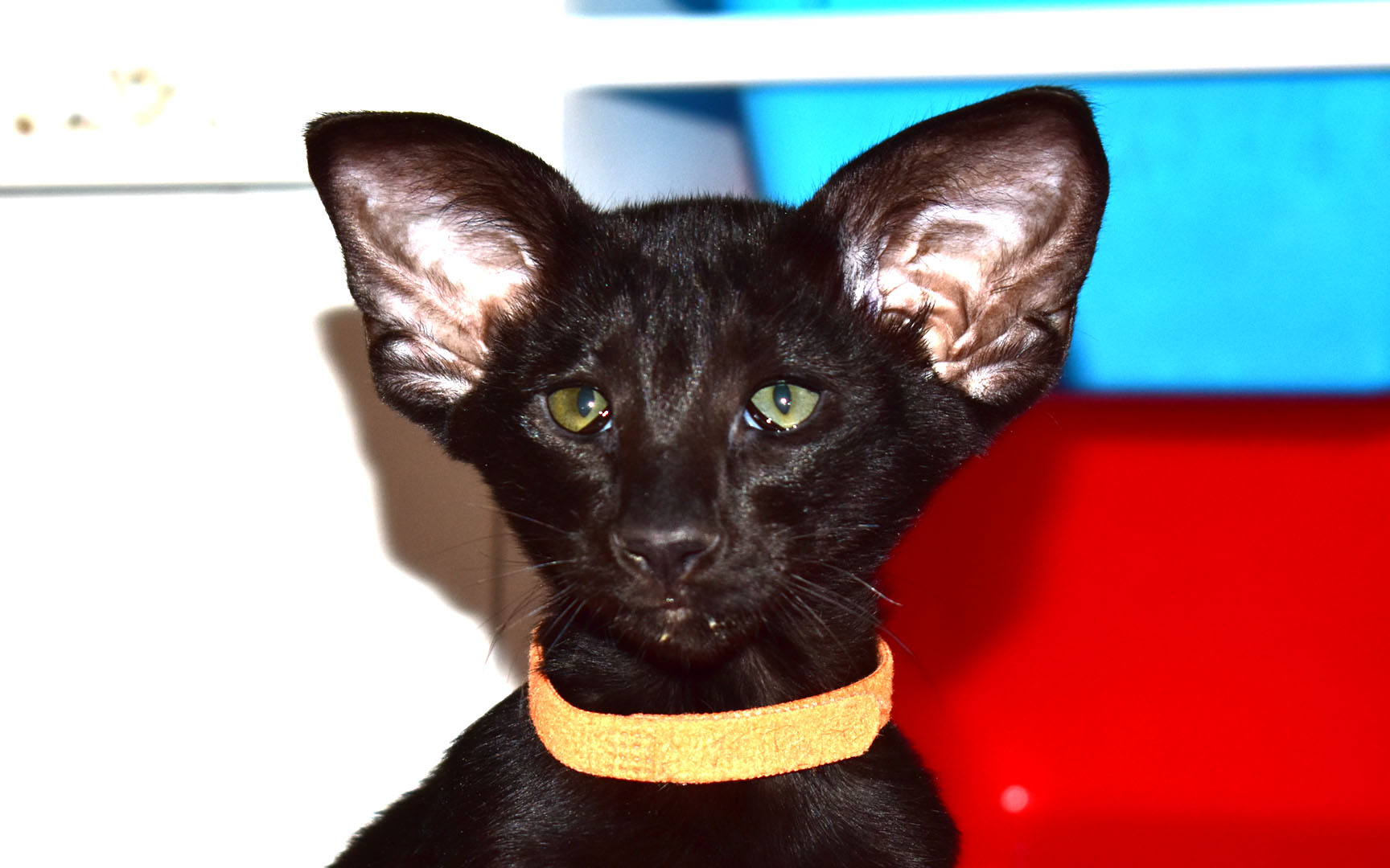 Black Oriental Shorthair kitten for sale