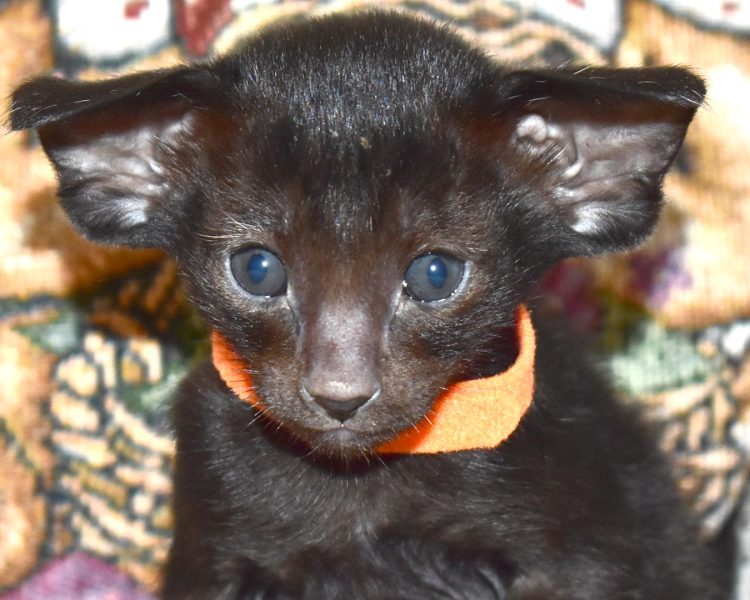 Oriental Shorthair kitten for adoption