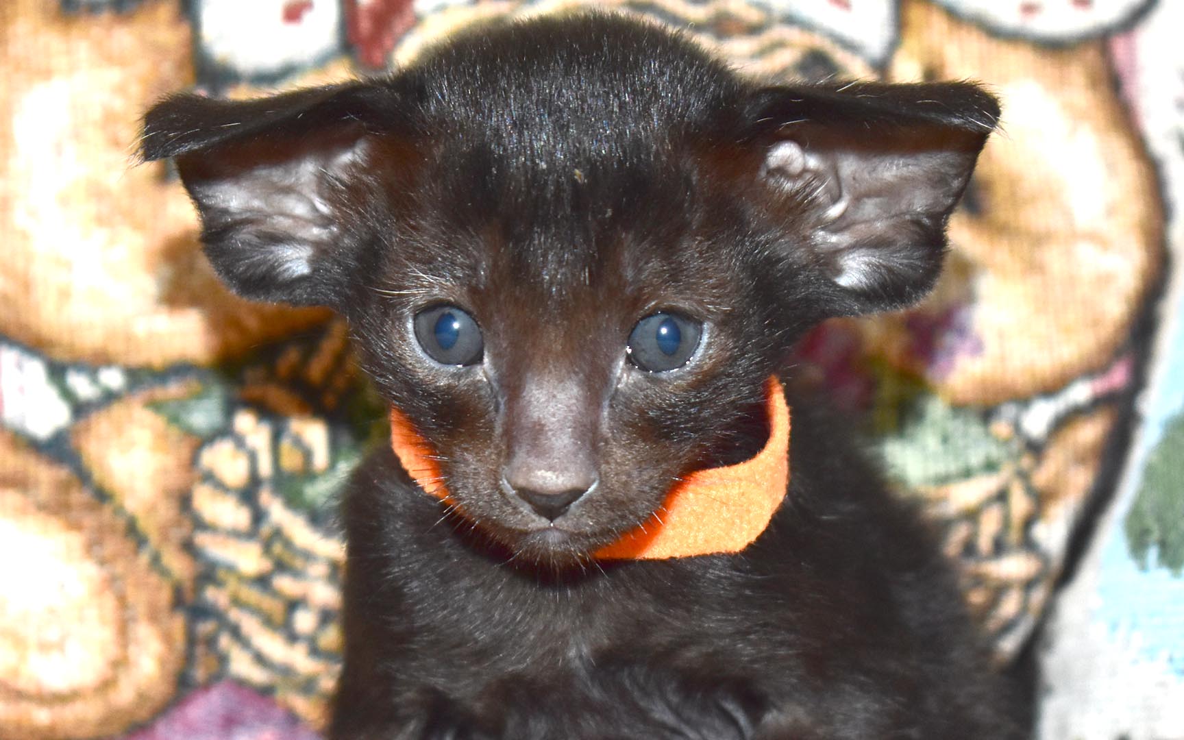 Oriental Shorthair kitten for adoption