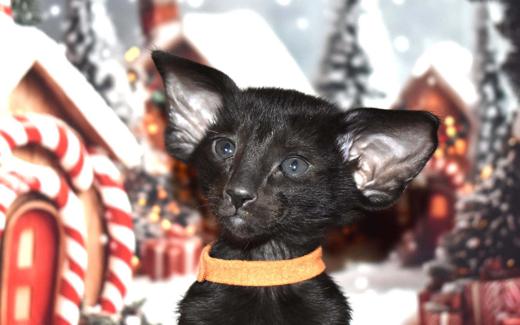 Black Oriental Shorthair kitten for sale