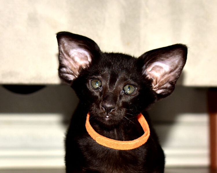 Matisse Black Oriental shorthair Male kitten for sale