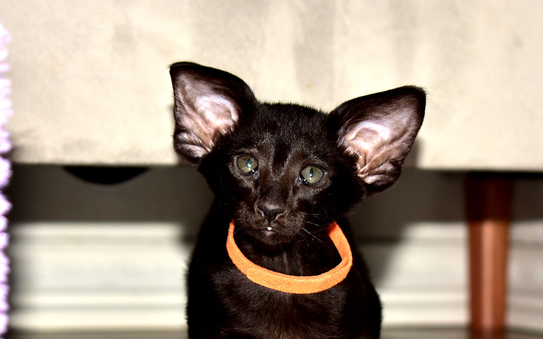 Black Oriental Shorthair kitten for sale