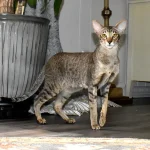Black Spotted Tabby Oriental Shorthair Cat Queen of Cataristocrat cattery is in a bedroom