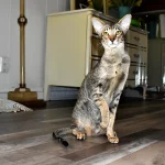 Black Spotted Tabby Oriental Shorthair Cat Queen of Cataristocrat cattery is sitting in a bedroom