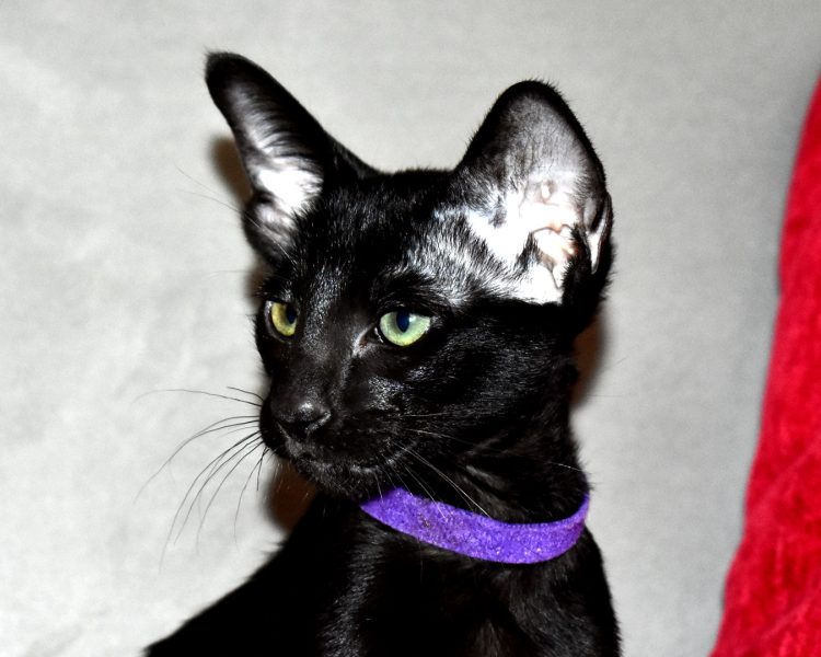 Smudge Black Oriental shorthair Female kitten for sale