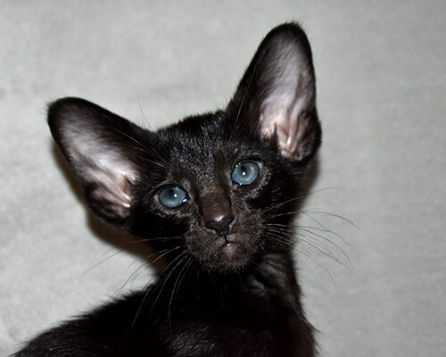 Black Oriental Shorthair kitten for sale