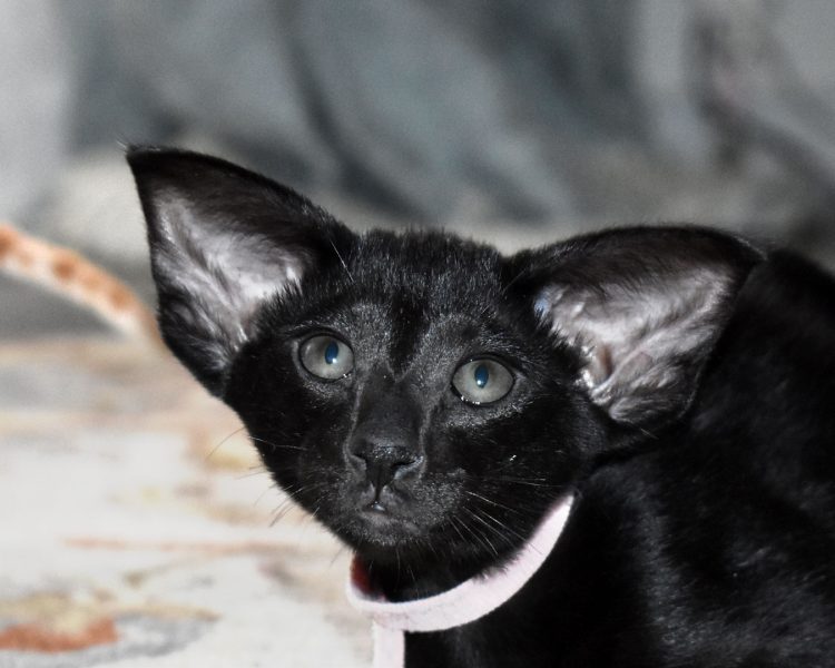 Black Oriental Shorthair kitten female Heera available for adoption