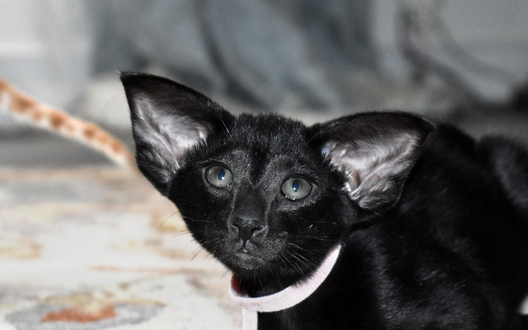 Black Oriental Shorthair kitten female Heera available for adoption