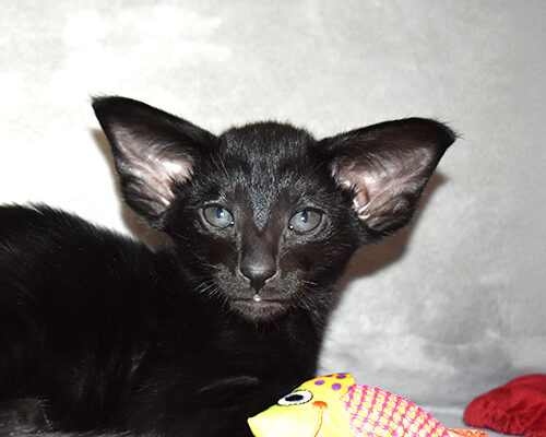 Heera Black Oriental shorthair Female kitten for sale
