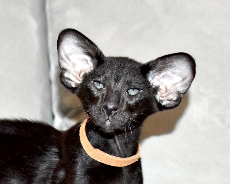Arthur Conan Doyle Black Oriental shorthair Male kitten for sale