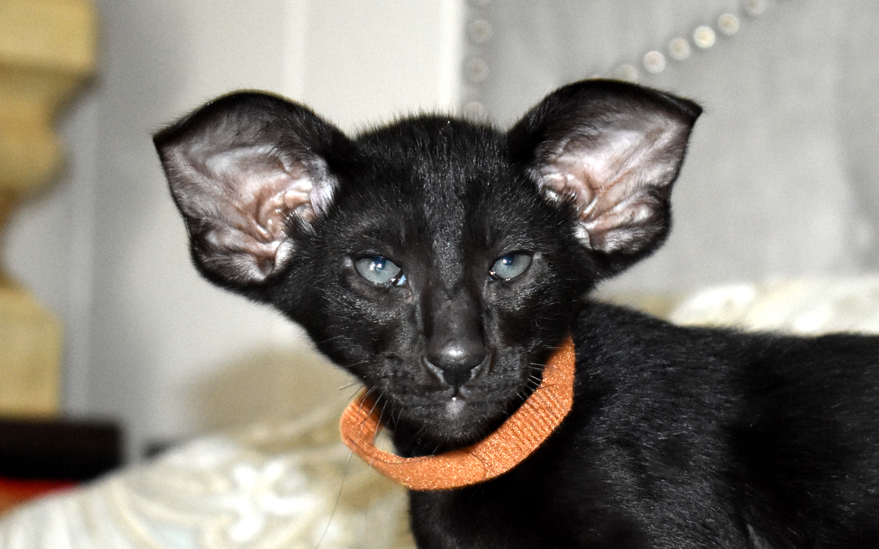Black Oriental Shorthair kitten male with large ears