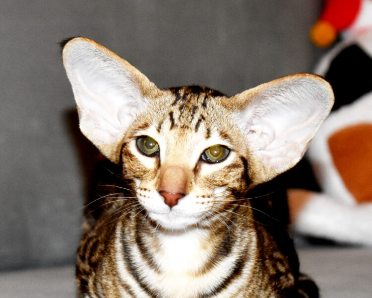 Capri Chocolate Marbled Tabby Oriental shorthair Female kitten for sale