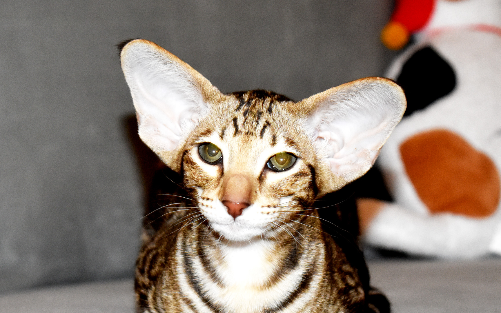 Capri Chocolate marble tabby female 15 week kitten for sale