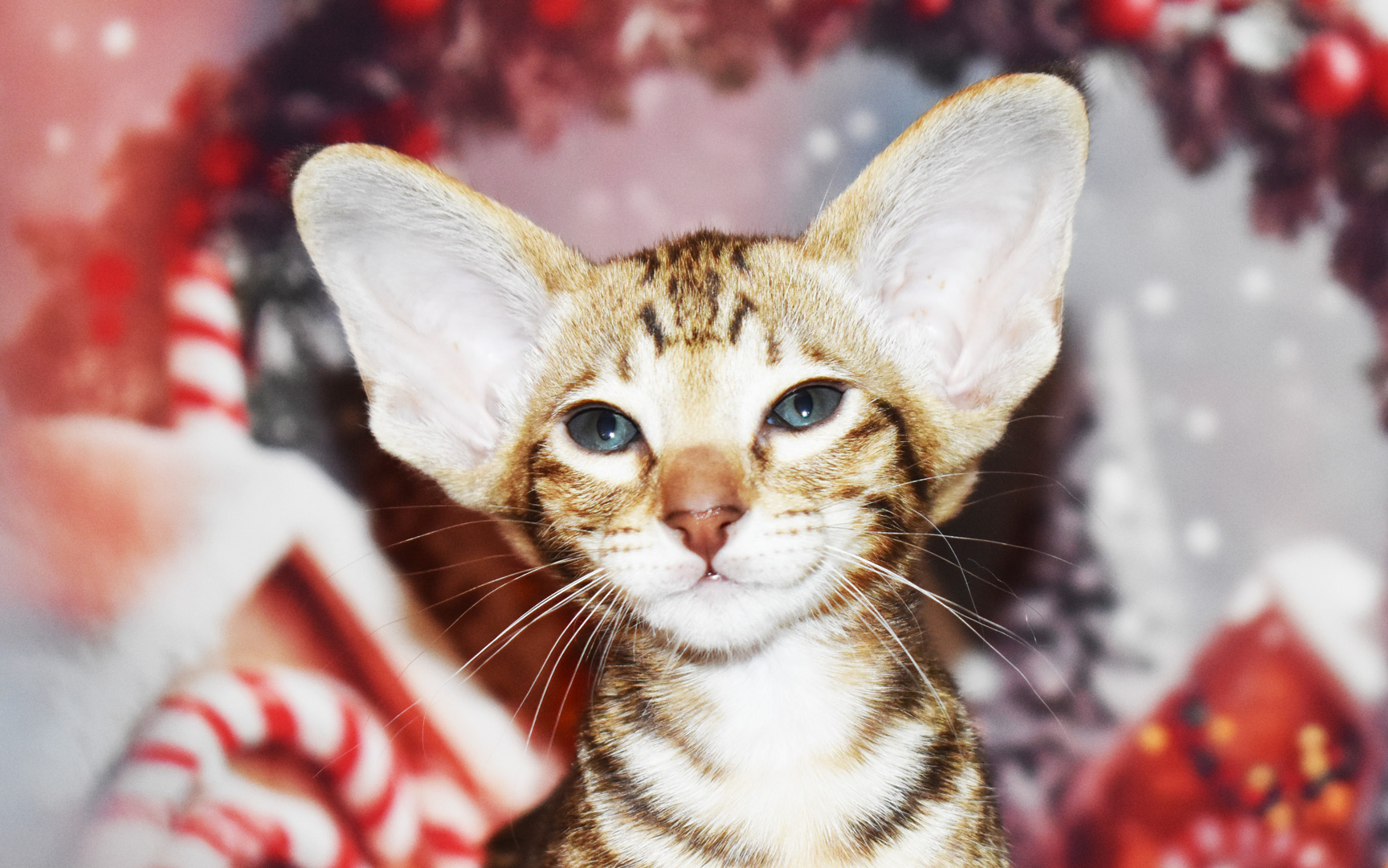 Capri Chocolate marble tabby female 6 week kitten for sale