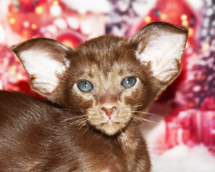 Casandra Chocolate Oriental shorthair Female kitten for sale
