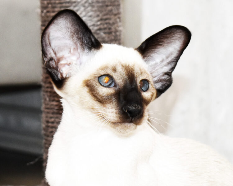 Caspian Seal Point Siamese Male kitten for sale