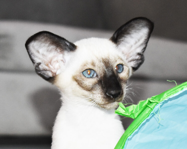 Caspian Seal Point Siamese Male kitten for sale