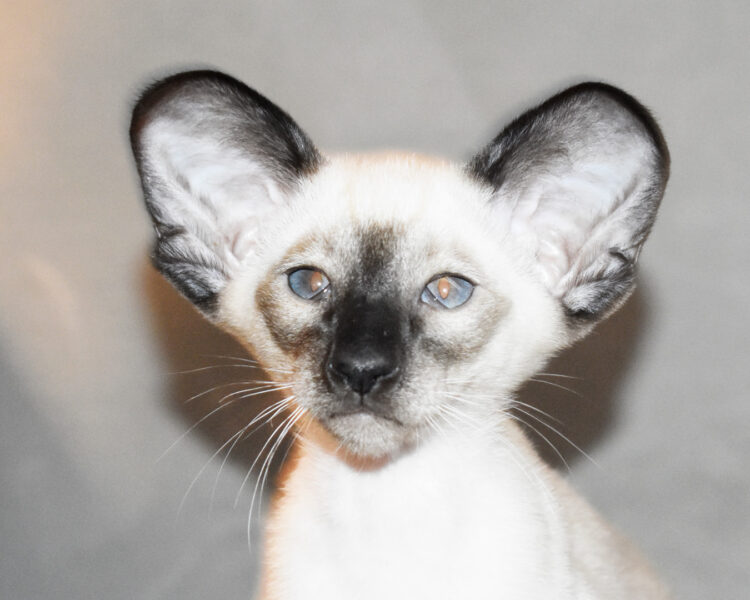 Caspian Chocolate Siamese Male kitten for sale