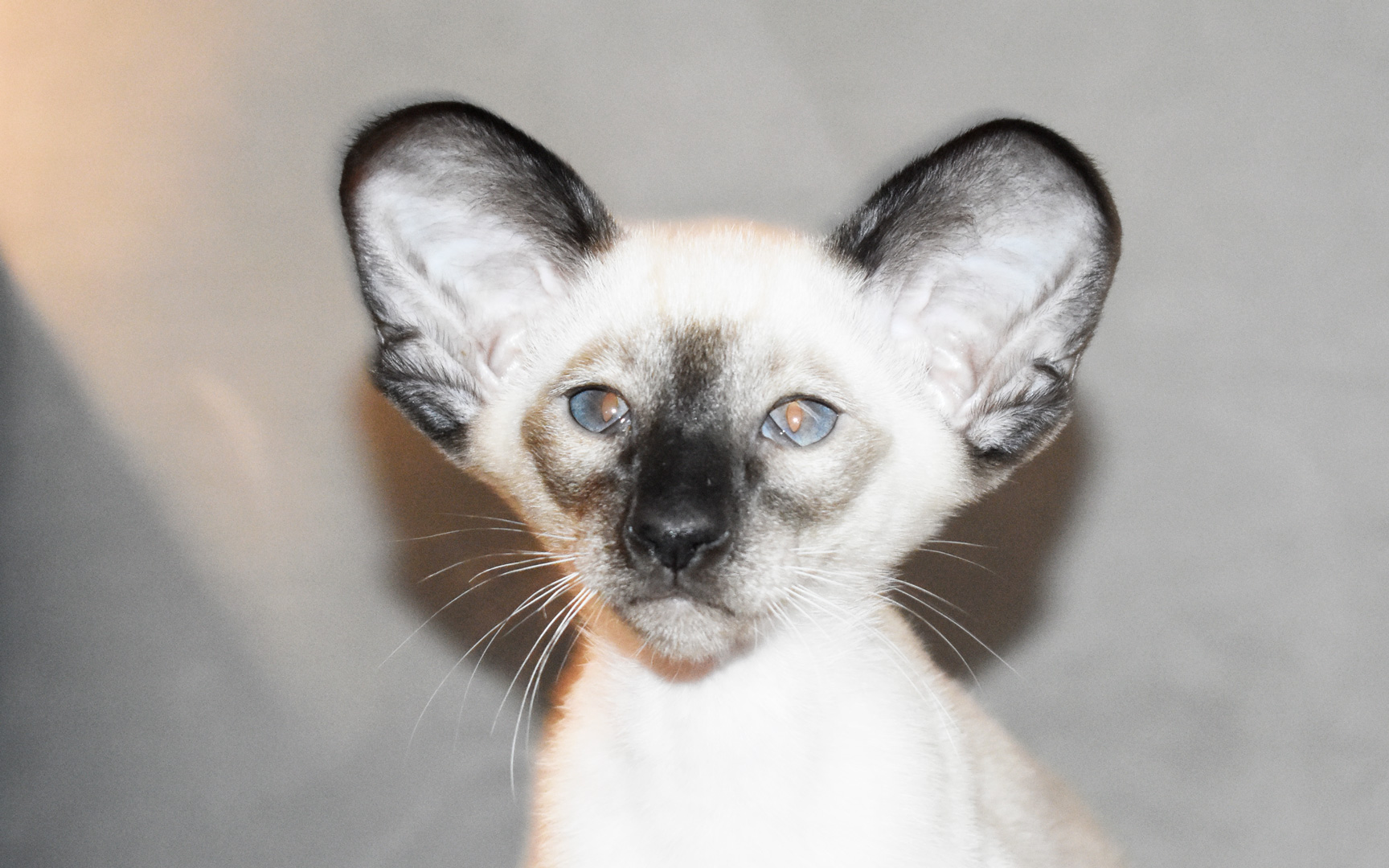 Siamese Seal-point kitten for adoption