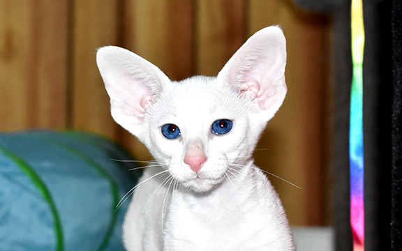 Oriental Shorthair kitten for sale