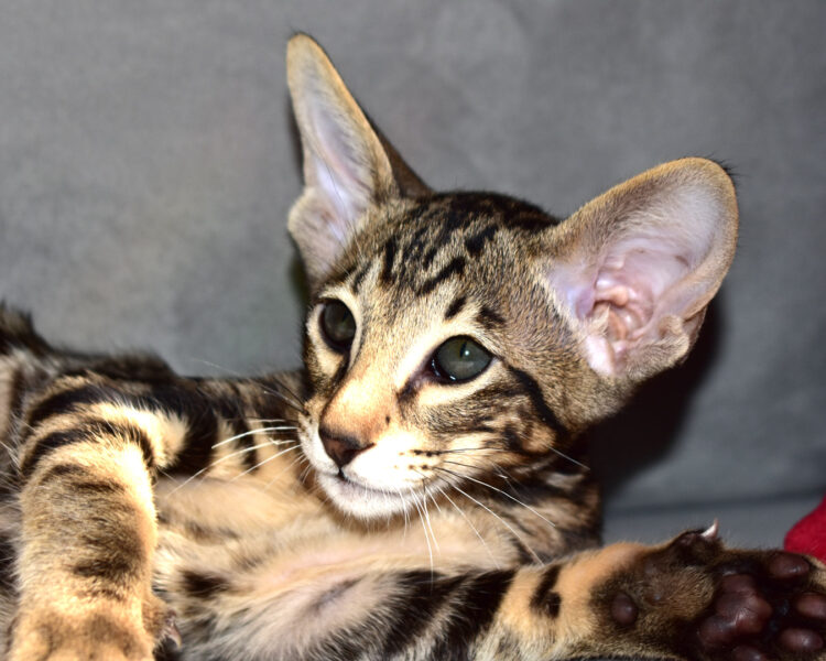 Chewie Black Marbled Tabby Oriental shorthair Male kitten for sale