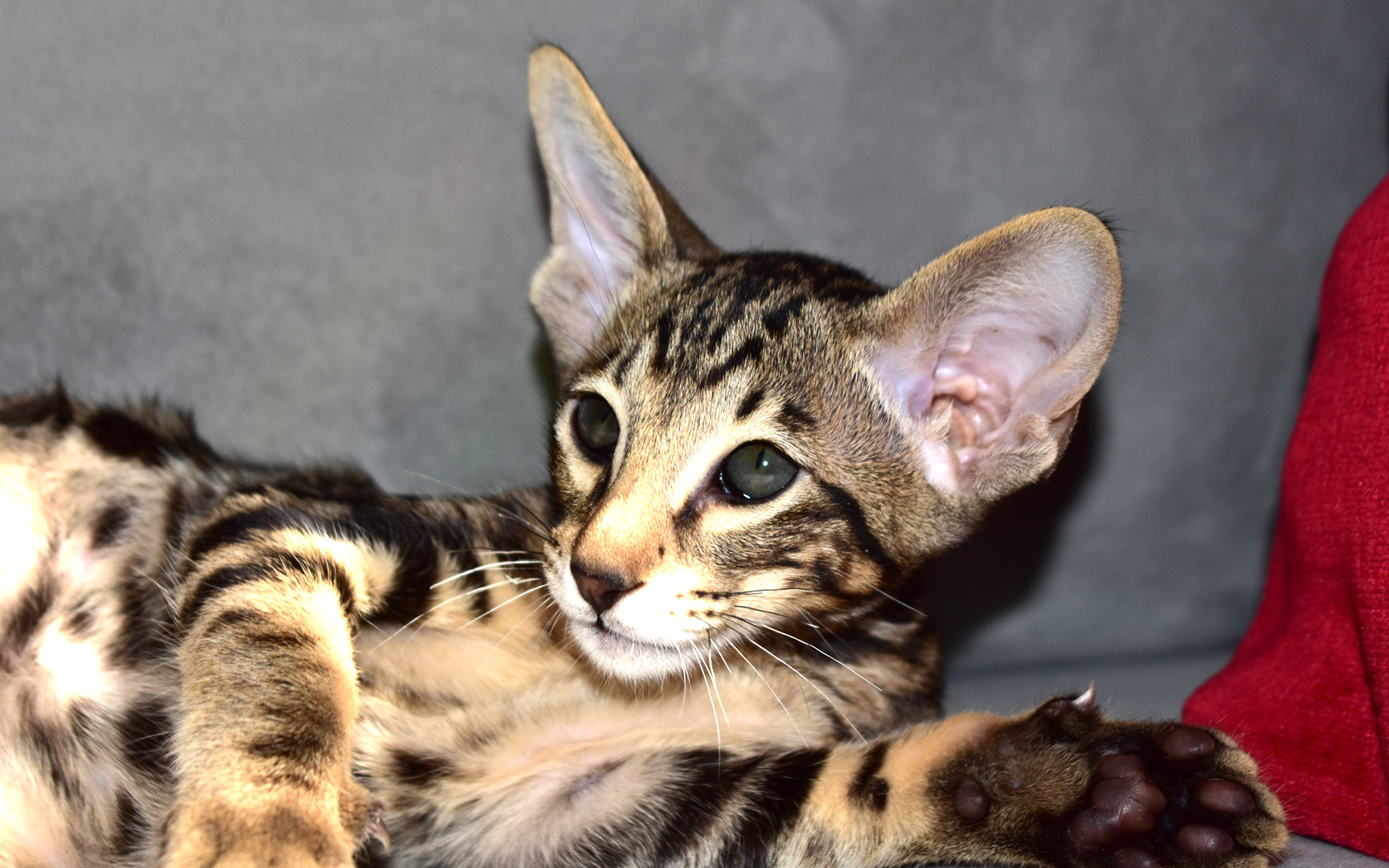 10-week-old Black marbled tabby male kitten for sale