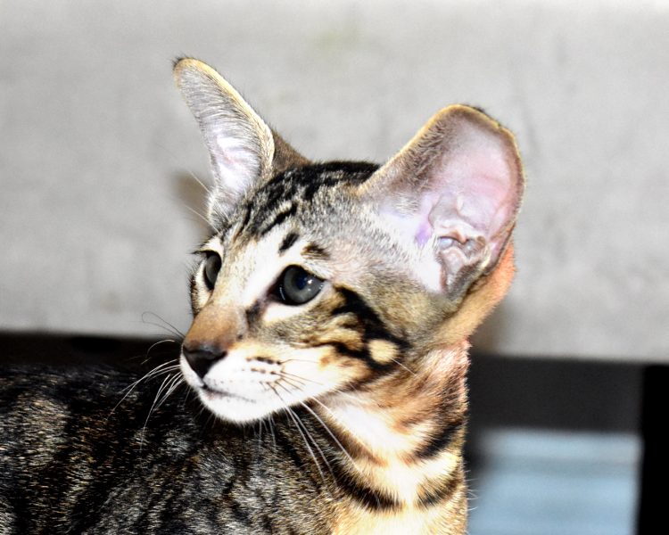 Chima Black Marbled Tabby Oriental shorthair Female kitten for sale