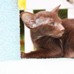 Reishi Chocolate Oriental shorthair kitten