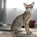 Chocolate Ticked Tabby Oriental Shorthair Cat Queen of Cat Aristocrat cattery is seating on the floor