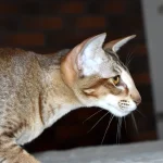 Chocolate Ticked Tabby Oriental Shorthair Cat Queen of Cat Aristocrat cattery is sneaking