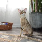 Chocolate Ticked Tabby Oriental Shorthair Cat is playing