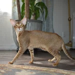 Chocolate Ticked Tabby Oriental Shorthair Cat is walking