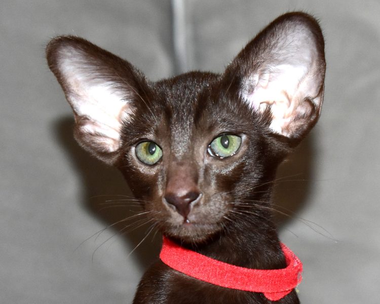 Freya Chocolate Oriental shorthair Female kitten for sale