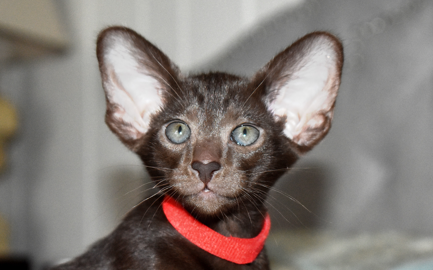 Chocolate Oriental Shorthair kittens for sale
